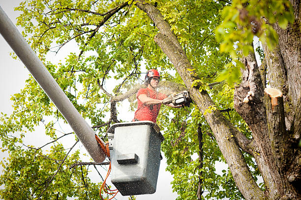 How Our Tree Care Process Works  in  Grafton, WI